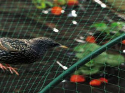 Manufacturers Exporters and Wholesale Suppliers of Bird Net Hubli 